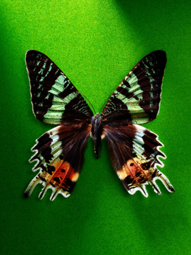 Frank-Nesslage-Schmetterling-sRGB